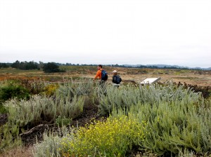 Inn to inn hiking trip takes walkers through Ft. Ord Dunes State Park