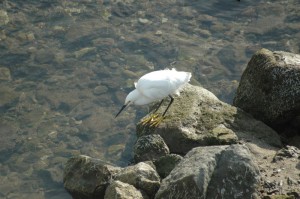 Snowy Egret fishing in the San Lorenzo River