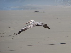 Inn to inn hikers discover shorebirds along the Monterey coast